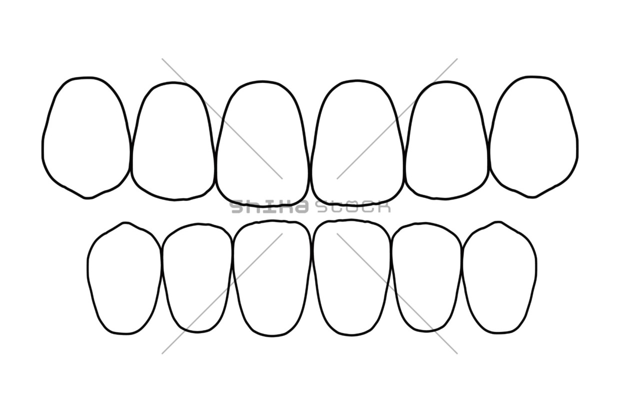 6前歯外形イラスト（審美域メモ・指示書用）
